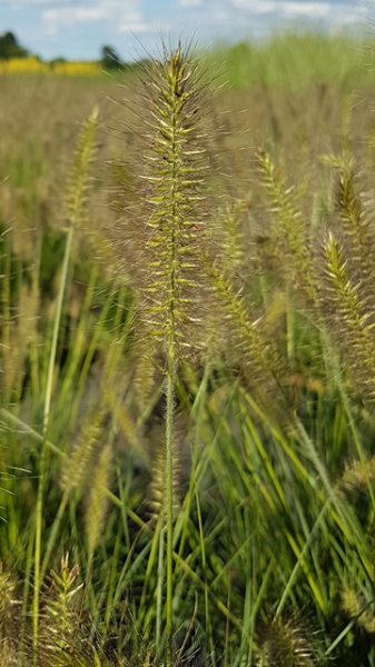 Pennisetum alopecuroides "Hameln" - (Niedriges Lampenputzergras "Hameln"),